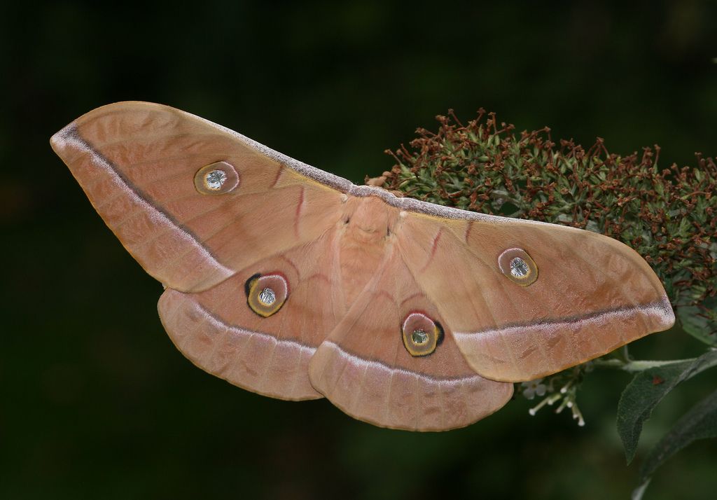 Chinese oak silk moth