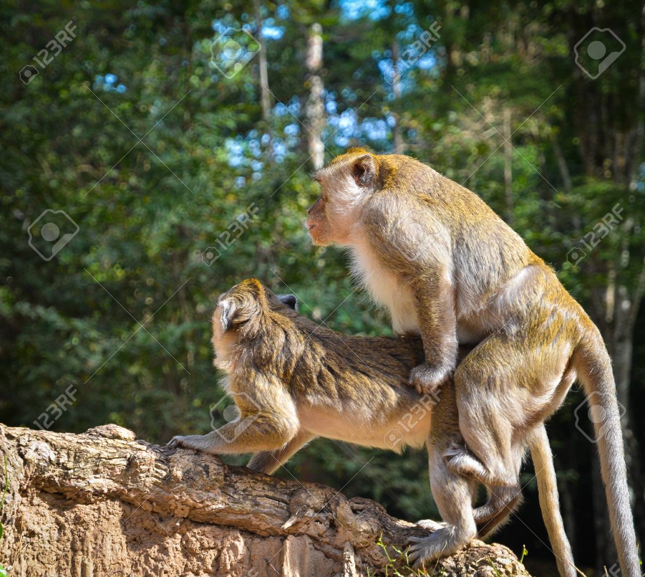 Picture of monkey having sex