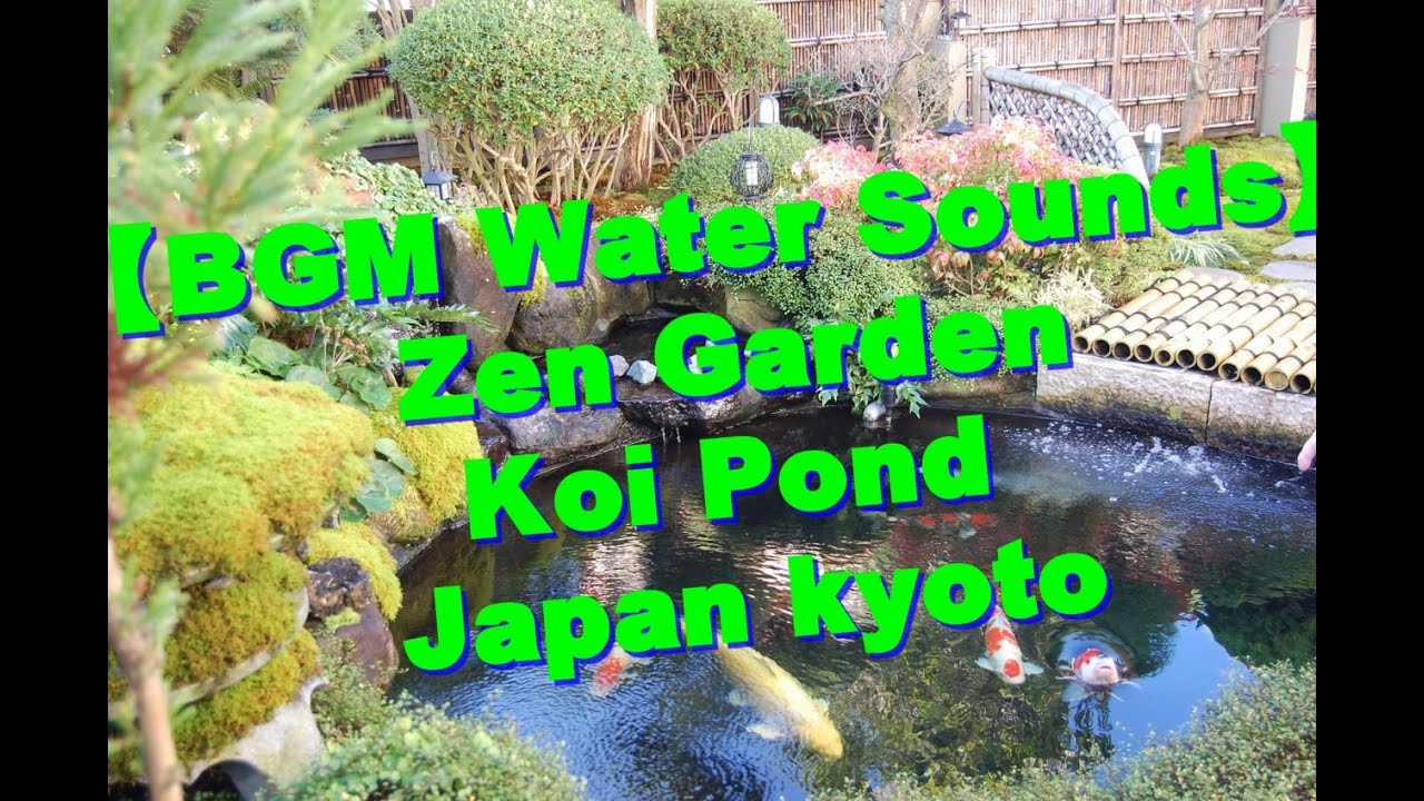 Koi with pond garden japanese