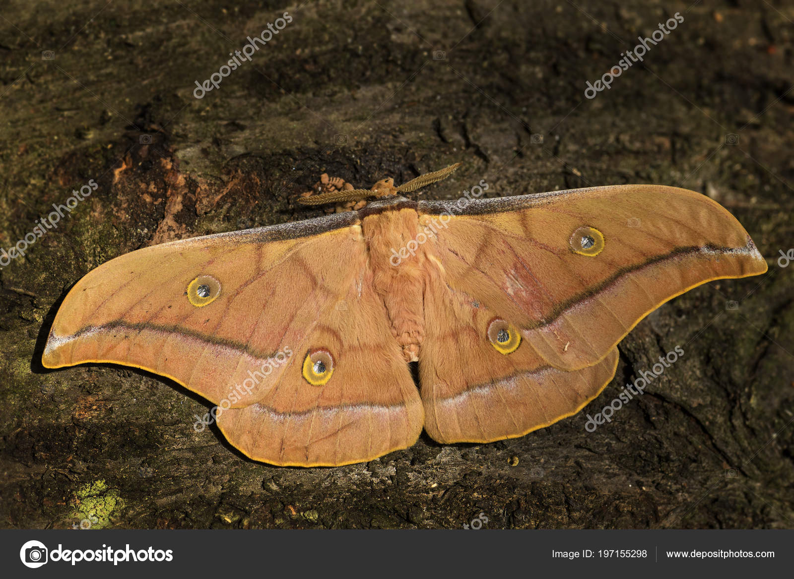 Chinese oak silk moth