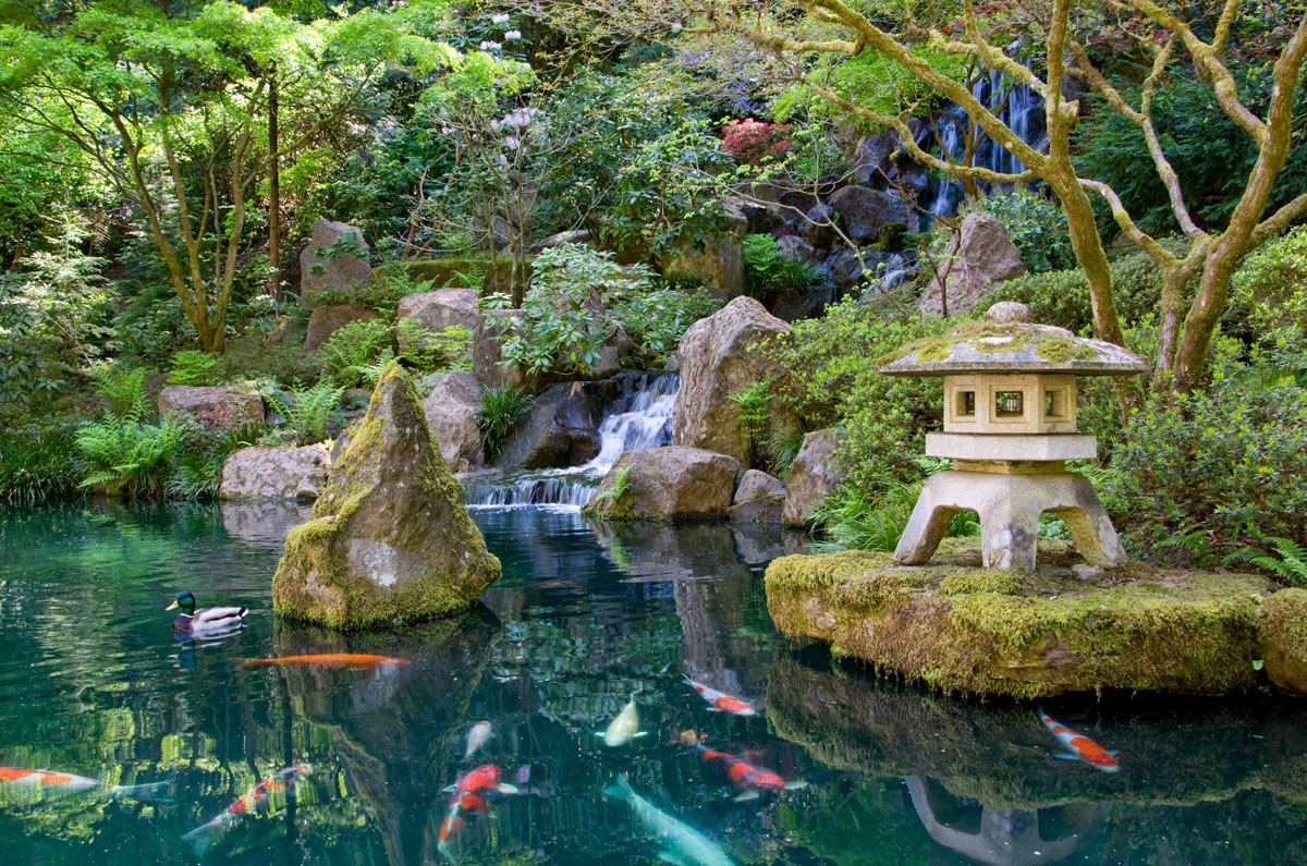 Koi with pond garden japanese