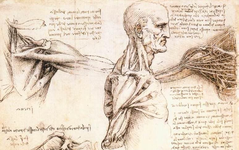 Leonardo da vinci anatomy