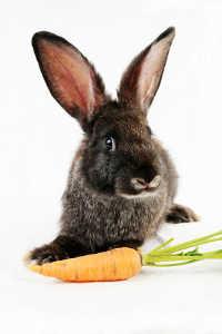 Rabbit eats adult food