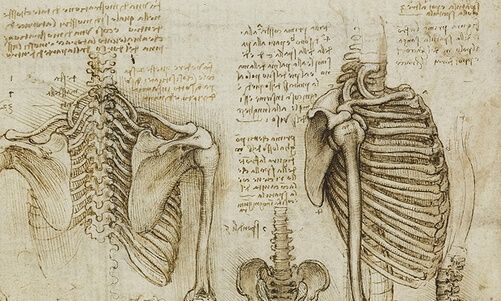 Leonardo da vinci anatomy