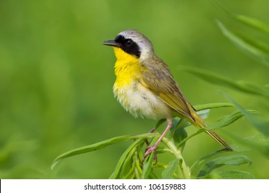 Common yellow throated warbler