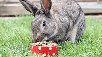 Rabbit eats adult food