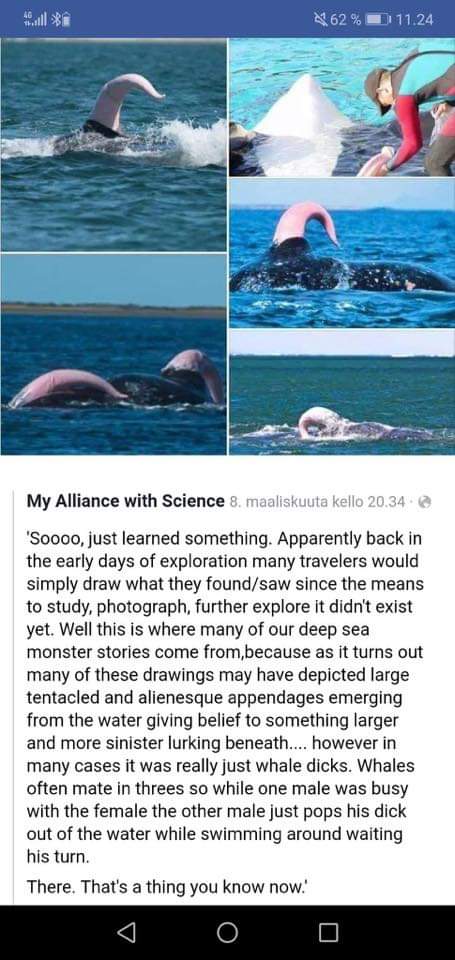 Dork a whales penis