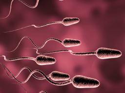 Do sperm cells die in the air
