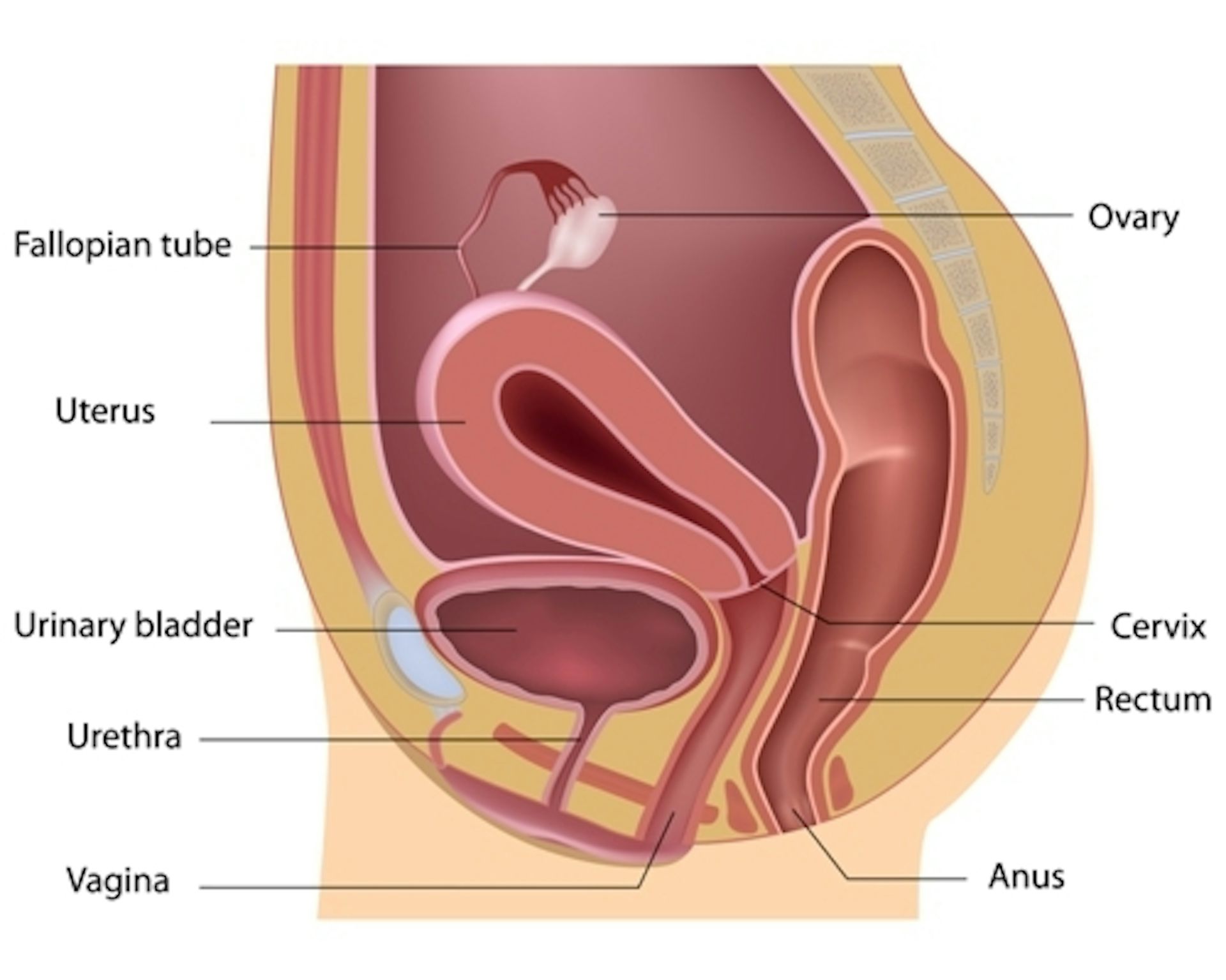 Vegina in periods bleeding porn