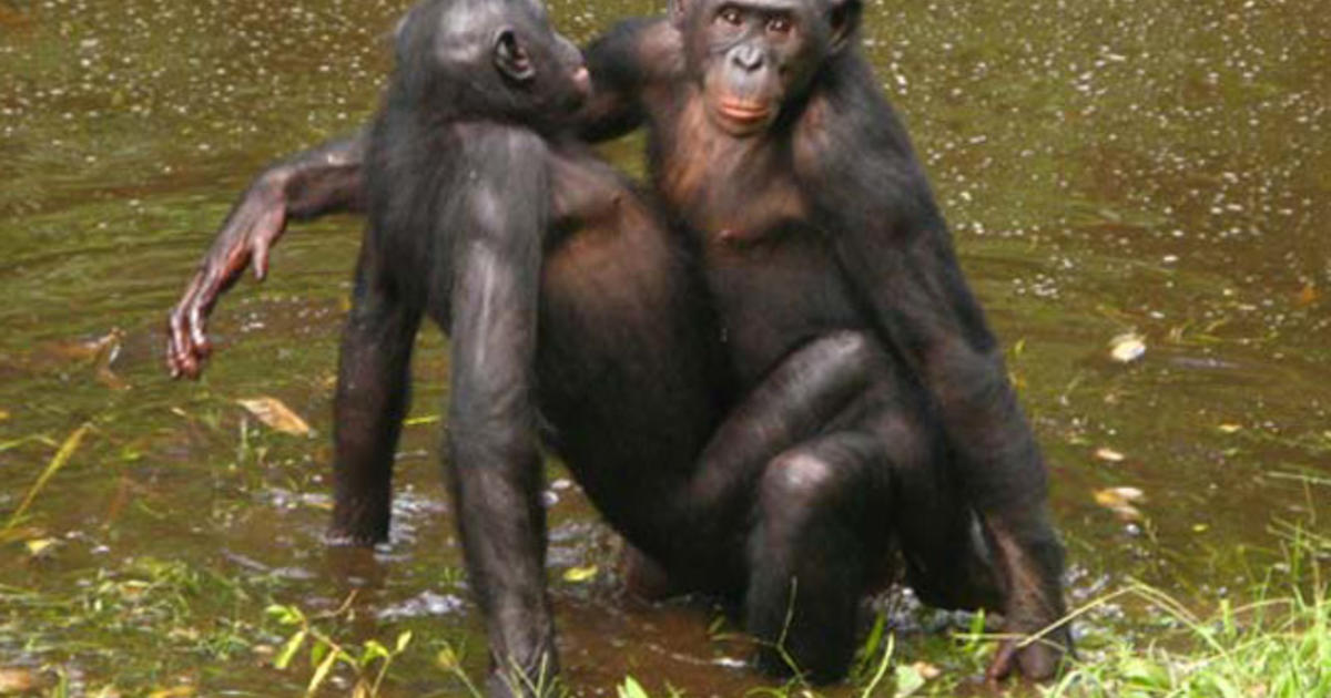 Picture of monkey having sex